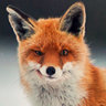 Fox_v